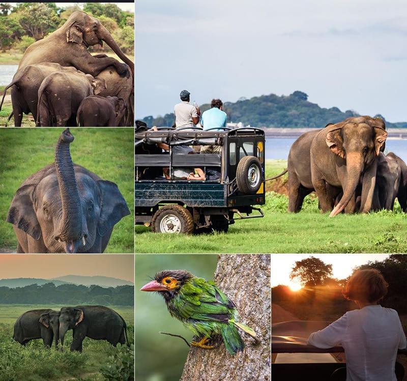 Manju Homestay Sigiriya Dış mekan fotoğraf